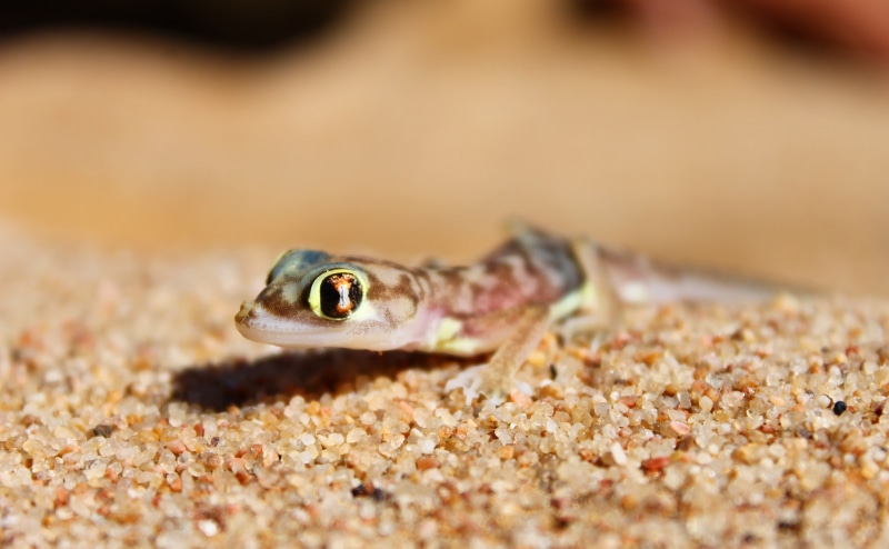 lizard, vertebrate, land, animal, animal wildlife, one animal, animal body part, eye, portrait, animal scale, animal mouth, close-up, day, 4K, animal head