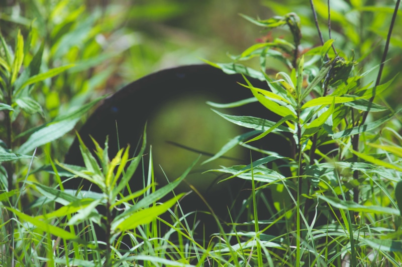 cast iron, no people, overgrown, leaf, animals in the wild, nature, plant part, mammal, grass, animal themes, green color, day, animal, moody, growth, 4K