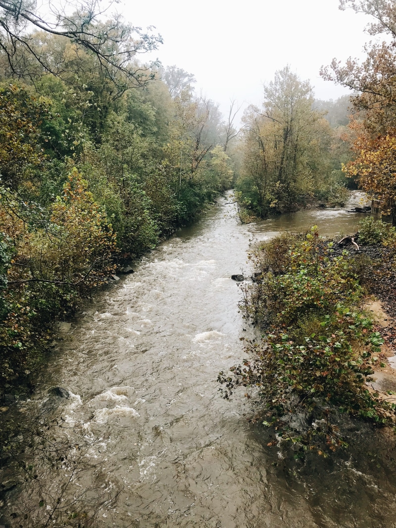 tree, tranquility, fir, environment, water, forest, river, flowing, canal, tranquil scene, downloading, scenics - nature, no people, united states, outdoors