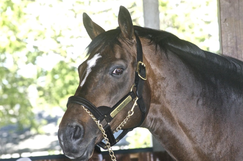triple, animals, 1080P, race track, crown, cigar, shire, blood lines, powerful, alive, leading stud, winner