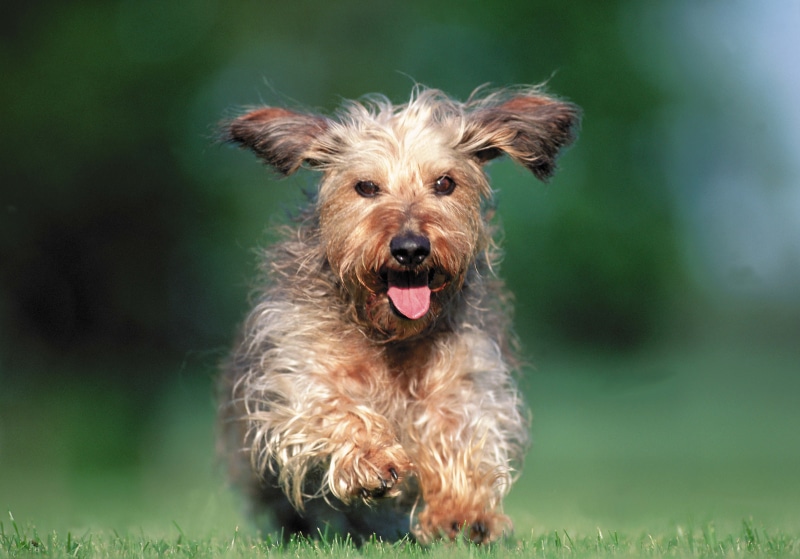 front view, outdoors, running, young Animal, grass, domestic, terrier, nature, close-up, looking at camera, small, mammal, yorkshire Terrier, vertebrate