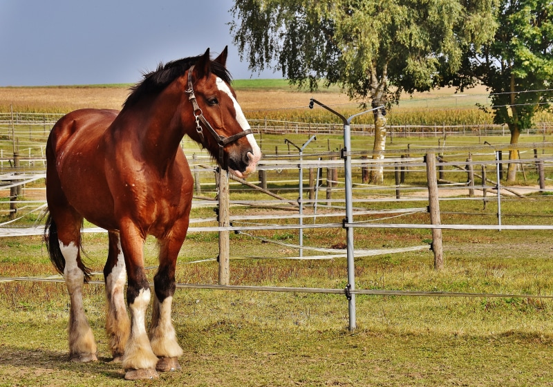 animal, plant, animal world, shire horse, land, fence, ride, domestic animals, horse, vertebrate, barrier, animal wildlife, pasture, livestock, farm, animal themes