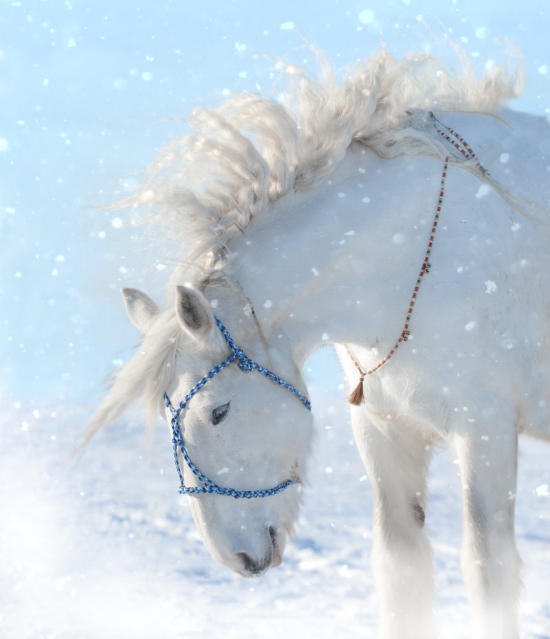 magic, gray horse, white horse, holiday, animal, no people, white color, winter, nature, cold, animal themes, frozen, one animal, domestic animals, day