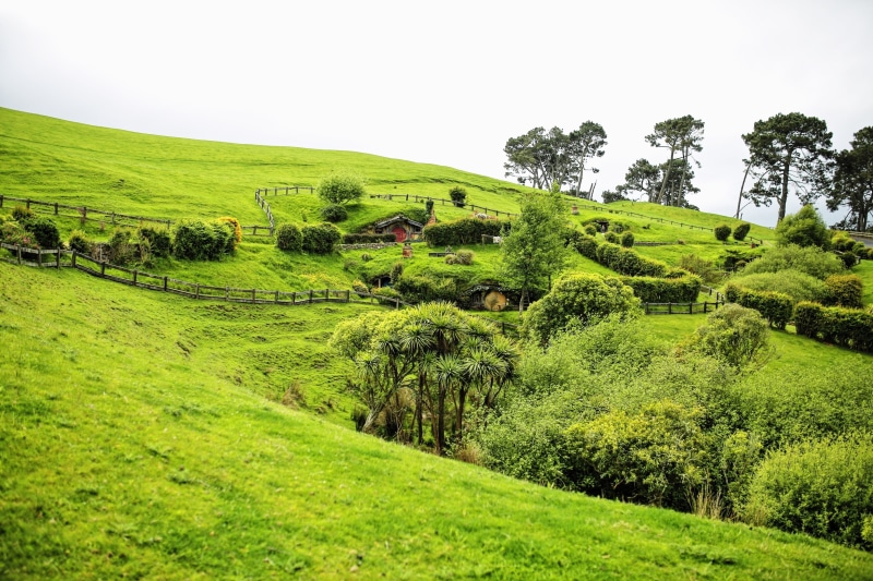 tree, rolling landscape, growth, 2K, outdoors, agriculture, the hobby, sky, grass, nature, day, matamata, new zealand, environment, scenics - nature, green color