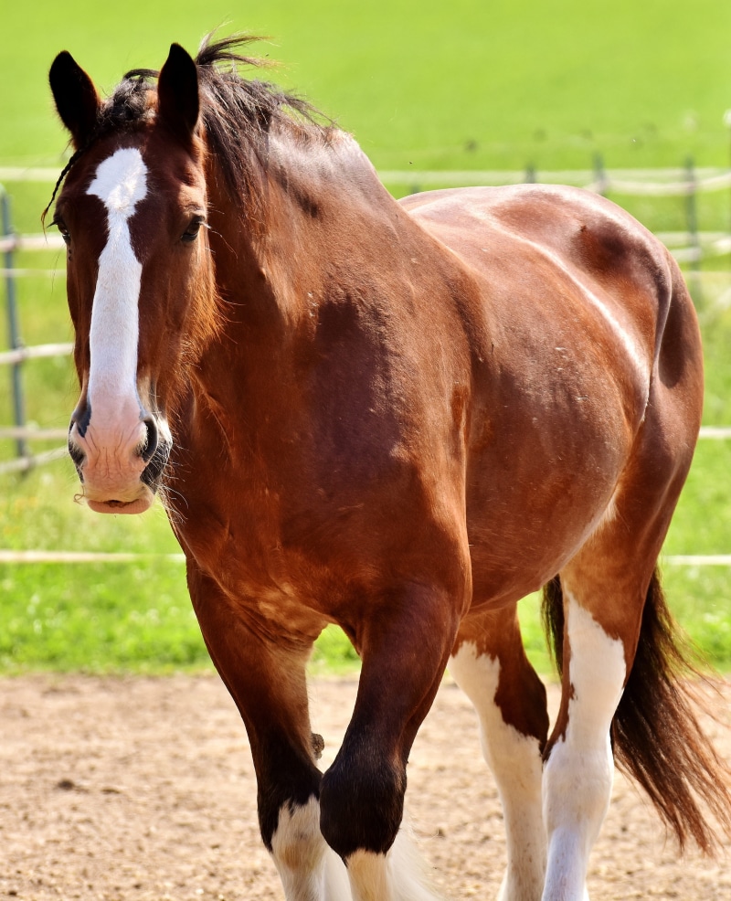 domestic animals, outdoors, domestic, horse, brown, ground, meadow, coupling, ranch, wildlife photography, pets, focus, animal, reitstall, focus on foreground
