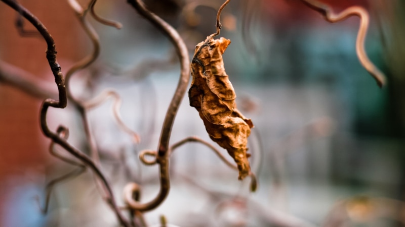 food, dried, leaf, macro, outdoors, agriculture, plants, beauty in nature, day, chinese herbal medicine, hanging, twigs, backgrounds, tree, 2K, dried food