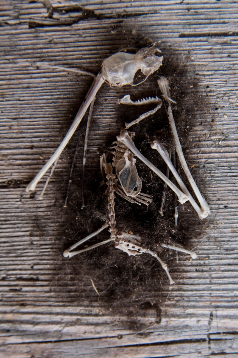food, frame, plank, wood, mouse, fur, plant, herbal medicine, high angle view, food and drink, close-up, table, wood - material, chinese herbal medicine