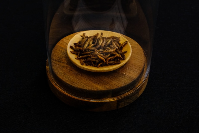 firefly, healthcare and medicine, animal, drink, tea, beverage, plant, dome, sea life, medicine, black background, wooden, container, clam, round, chinese food