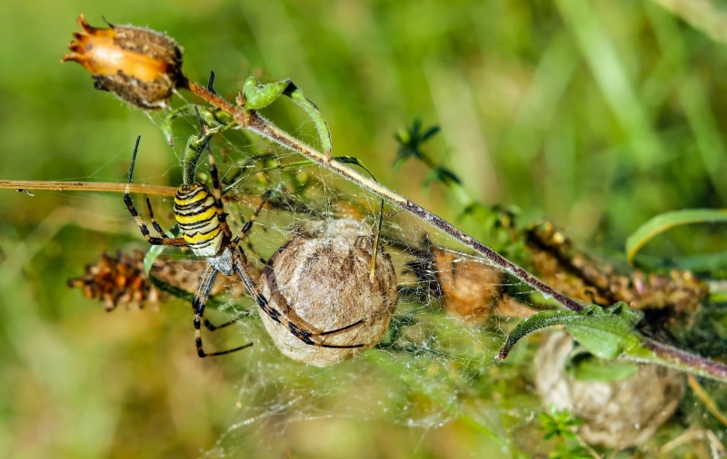 no people, animal themes, 2K, group of animals, macro, animal body part, silk band spider, plant, argiope bruennichi, branch, animal wildlife, animal wing