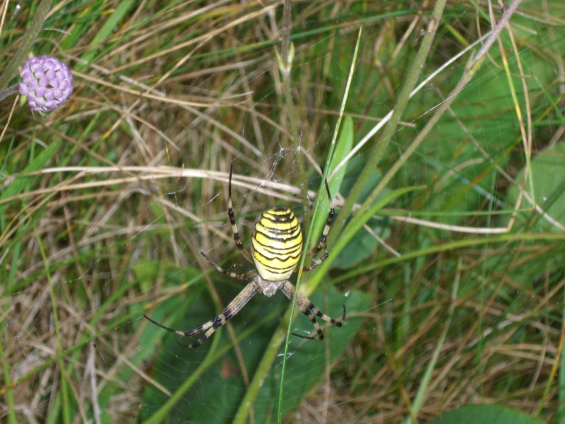 no people, beauty in nature, outdoors, animals in the wild, close-up, animal wildlife, 1080P, insect, spider, argiope bruennichi, focus on foreground