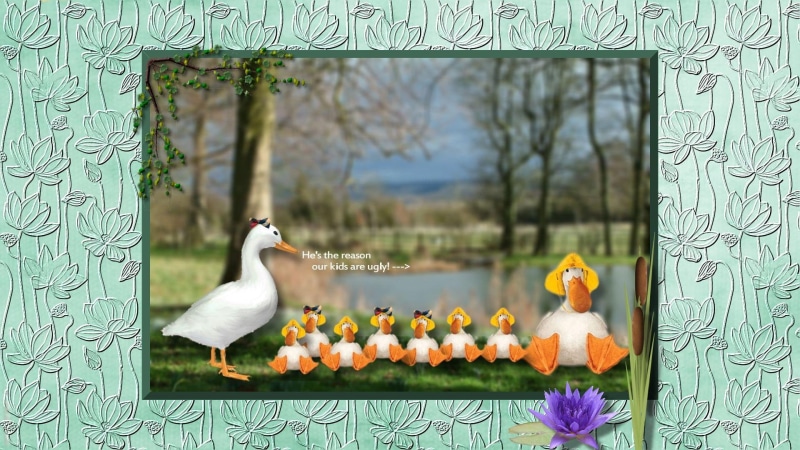 cattails, animals, s, 1080P, fault, ducks, water, lotus