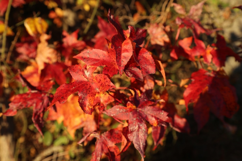 maple, yellow, outdoors, fault, vulnerability, plant part, leaf, growth, burgundy, change, green, selective focus, red, close-up, focus on foreground, no people