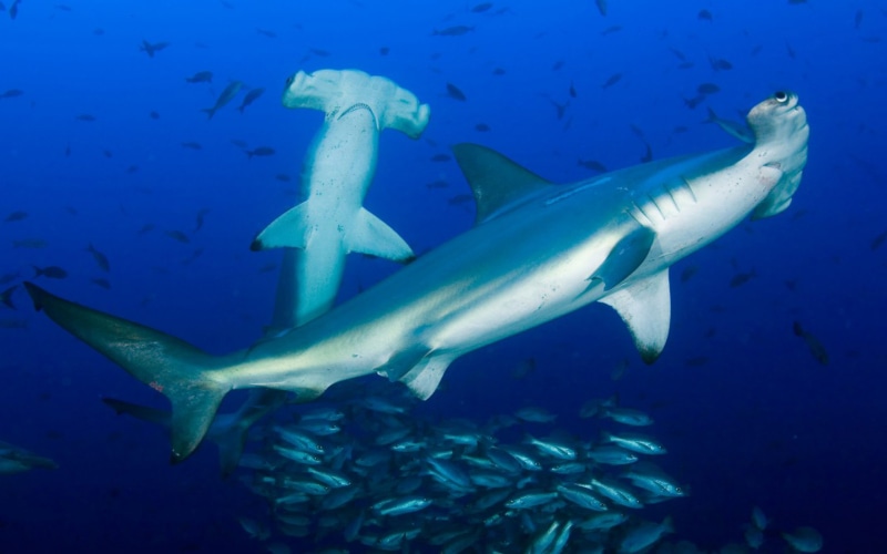 fool, marine, animal wildlife, hd, shaped, sharks, water, fish, heads, hammer, no people, desktop, blue, animals in the wild, swimming, nature