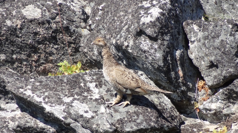no people, textured, rock formation, beak, idaho, day, high angle view, flagstone, rock, 4K, outdoors, grouse, rock - object, vertebrate, sunlight, animal
