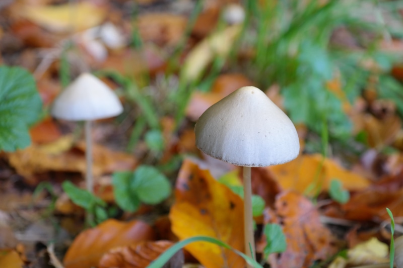 liberty cap, plant part, beauty in nature, puntig kaalkopje, focus on foreground, mushroom, psilocybinhaltig, shroom, fragility, nature, drug, gray, photo