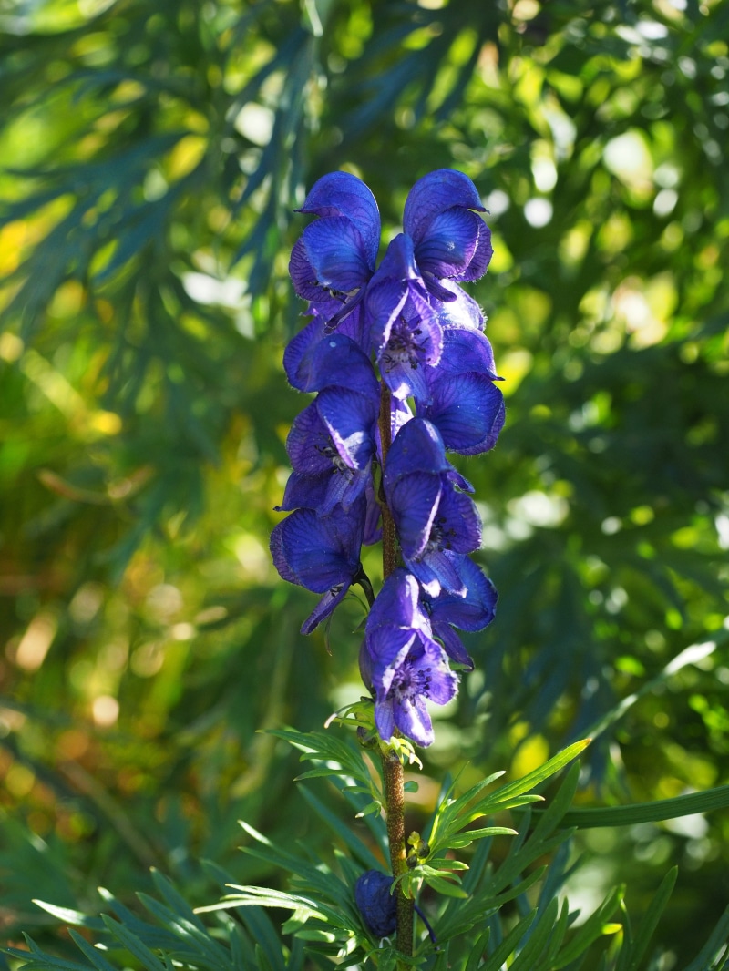 böhnen, luppewurz, schoiken, green color, münch caps, flowering plant, rapenblumen, purple, growth, inflorescence, fenye, bow hair, fatal, malam, blue violet