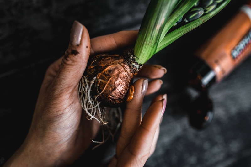 healthy eating, 5K, making, holding, indoors, ornamental, freshness, small, little, human body part, people, food and drink, hand, adornment, seedling