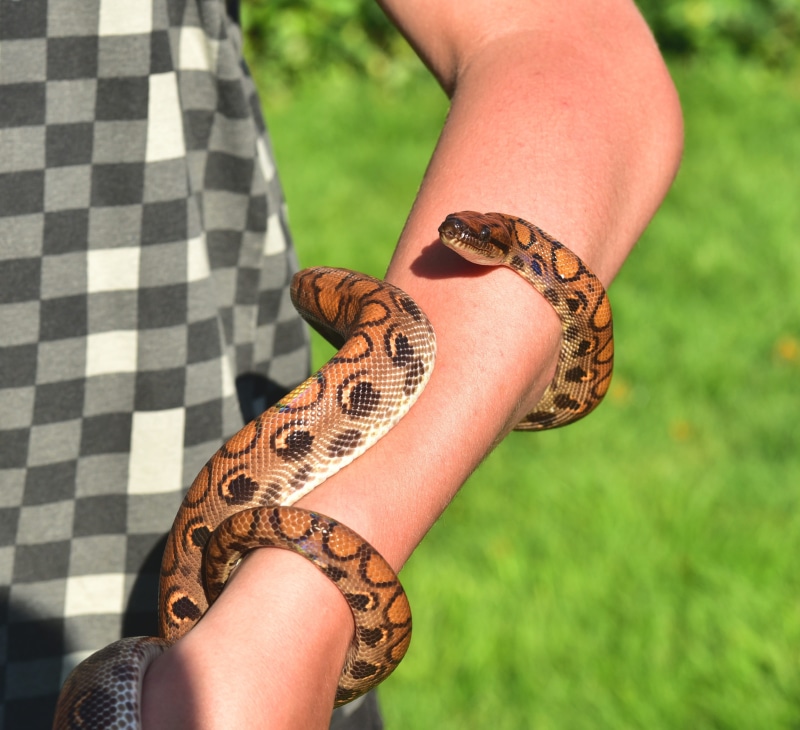 rainbow colors, focus on foreground, creativity, design, colorful, snake, person, tattoo, elegant, arm, red rainbow boa, women, brazilian red rainbow boa