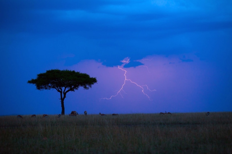 field, plant, animals, forked lightning, lightning, antelope, tree, cloud - sky, sky, environment, 1080P, thunderstorm, outdoors, warning sign, landscape