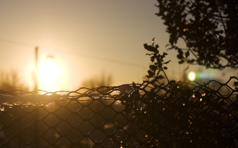 wirelink, chainlink fence, yellow, illuminated, safety, tree, security, fence, outdoors, protection, nature, 1080P, ice, wire, barrier, plant, sunlight