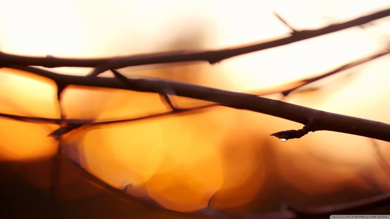 silhouette, water drops, fence, plant part, no people, nature, tree, sky, blurred, sun, plants, twigs, orange color, close-up, back lit, depth of field