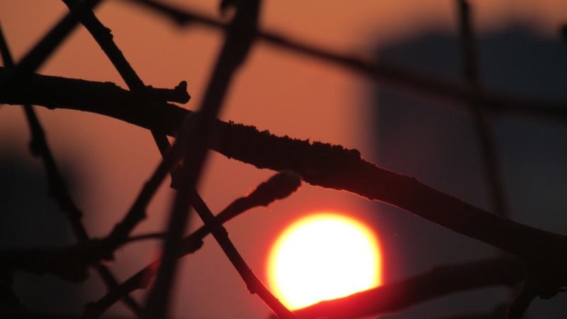 protection, no people, nature, beauty in nature, focus on foreground, sunlight, day, Sun, sky, branch, outdoors, close-up, tree, orange color, fence, safety