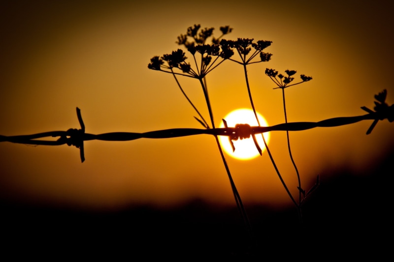beauty in nature, macro, silhouette, scenics - nature, growth, sun, tranquil scene, fence, flowers, plant, orange color, nature, close-up, sky, safety