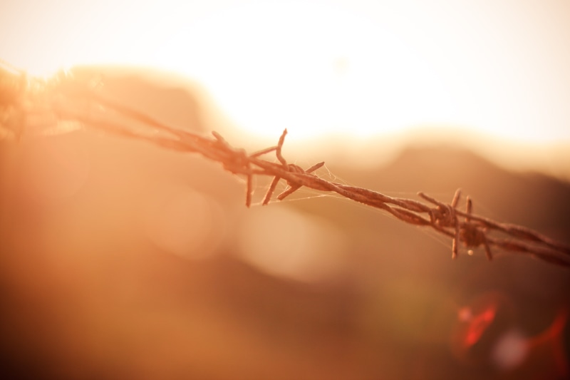 day, wire, barbed, forest, 4K, nature, protection, selective focus, focus on foreground, plant, fence, sunny, Barbed Wire, trespassing, sky, outdoors