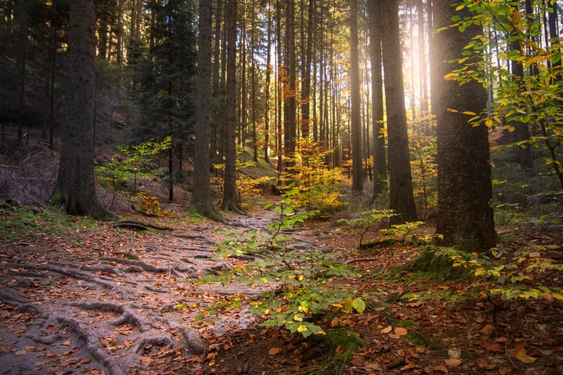 flooded, sun, fall foliage, mysticism, plant part, plant, trunk, nature, outdoors, beauty in nature, leaf, trees, non-urban scene, tree trunk, saxon switzerland