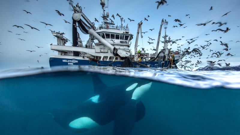 blue, ship, birds, underwater, black, whale, white, boat, 2016 Wildlife Photography finalist, Norway, 5K, Ocean, killer, daytime