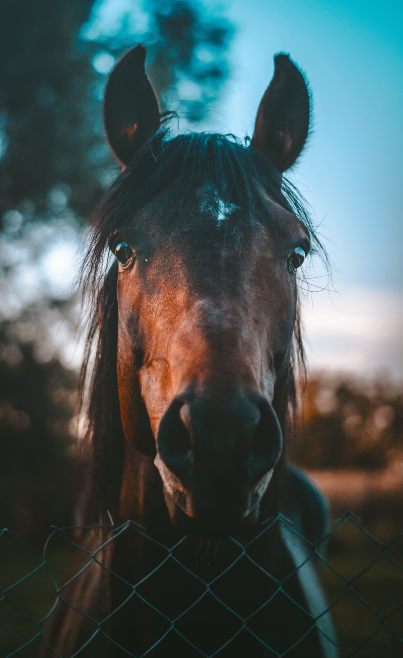 thoroughbred Horse, portrait, photography, meadow, mane, nature, racehorse, sports Venue, one Animal, animal Sport, stallion, mammal, riding, beauty In Nature