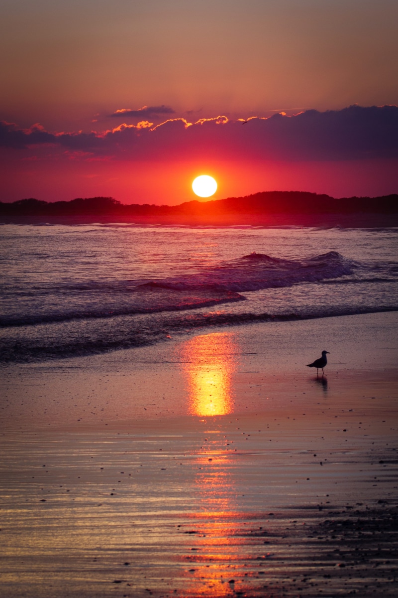 beach sunset, water, pink, 4K, sun, sea, horizon over water, one person, landscape, new jersey, tides, peaceful, yellow, tranquil scene, watercolor, sunset