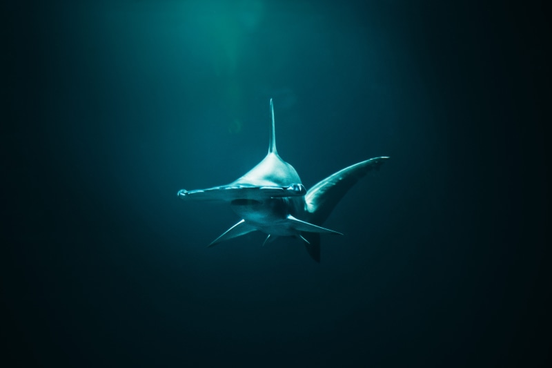aggression, sealife, animal, deep, shark, ocean, underwater, blue, photo, fish, hammerhead, fishing, nature, flying, oceanlife, fisherman, swim, carnivore