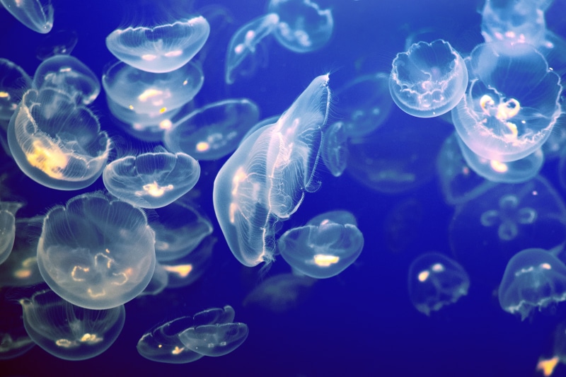 monterey bay aquarium, united states, 5K, sea, luminous, group of animals, blue, water, nature, sea creature, moon, animals in captivity, large group of animals