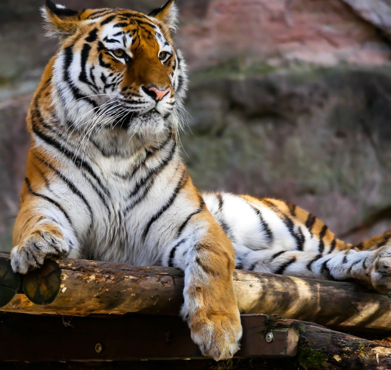 one animal, photography, day, relaxation, tiger, closeup, nature, zoo, carnivora, whisker, sitting, 2K, mammal, animal wildlife, big cat
