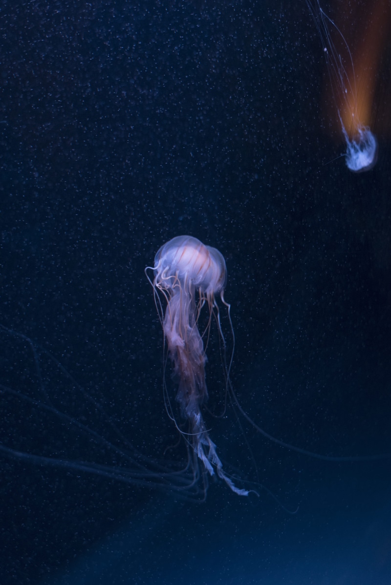 swimming Animal, stinging, medusa, phosphorescence, animals In The Wild, tentacle, aquarium, backgrounds, jellyfish, poisonous, nature, wildlife, purple