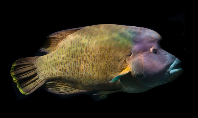 blue, saltwater fish, scuba, indoors, napoleonfish, photography, profile view, ocean, cheilinus, water, vertebrate, animal wildlife, animal themes, wrasse