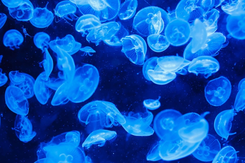 sea life, animal wildlife, nature, swimming, undersea, animals in the wild, water, sea creature, underwater, marine life, marine, tank, turquoise, jellyfishes