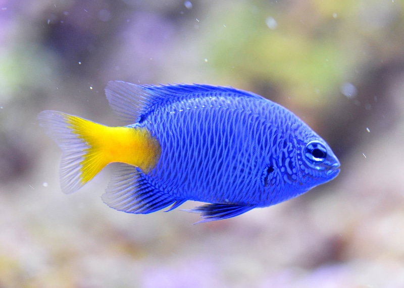 multi Colored, swimming, water, focus on foreground, animals in captivity, fish Tank, reeve, nemo, blue, animals in the wild, sea, macro, underwater, animal themes