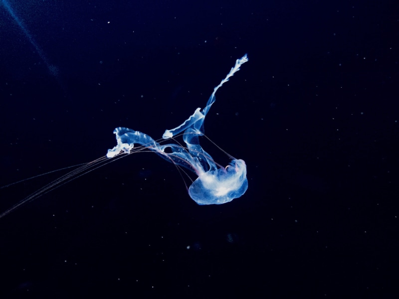 germany, vertebrate, one animal, underwater, animal themes, outdoors, photography, animals in the wild, sea life, sea, animal, berlin, bottom, animal wildlife