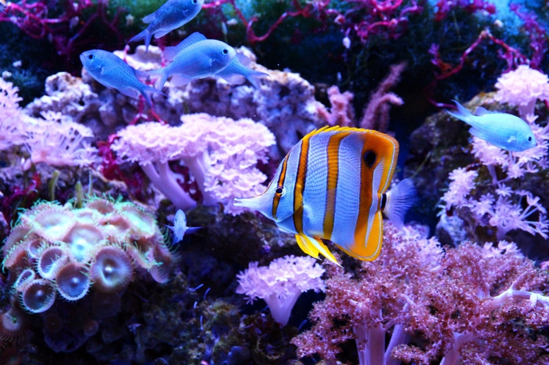 reefs, beauty in nature, invertebrate, ecosystem, copperband butterflyfish, coral, nature, reef, chelmon rostratus, body, ocean, yellow, 2K, underwater