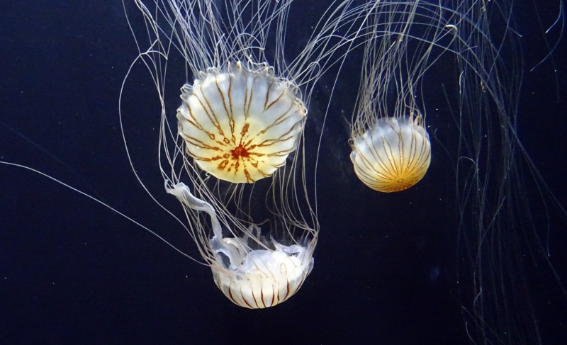 white, animals in the wild, no people, swimming, aquatic, animal, fish, jellyfish, underwater, usa, ocean, water, body, floating on water, animal wildlife