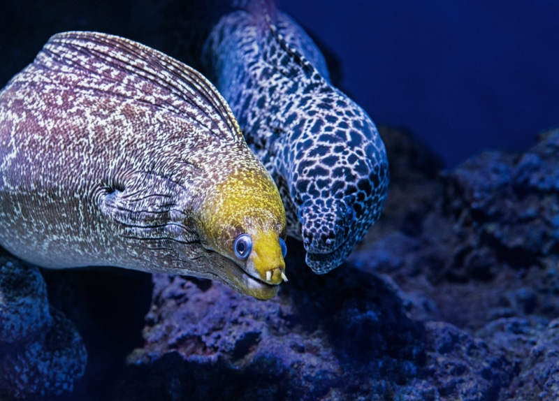 4K, sealife, fish, nature, deep, sea, sea Life, white, scuba Diving, tropical Climate, australia, underwater, yellow, aquarium, moray, blue, ocean, reef
