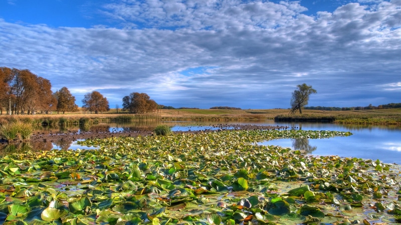 outdoors, water lily, no people, trees, rural, horizon, scenics - nature, day, beauty in nature, field, summer, cloud - sky, plant, scenery, spring, cloud