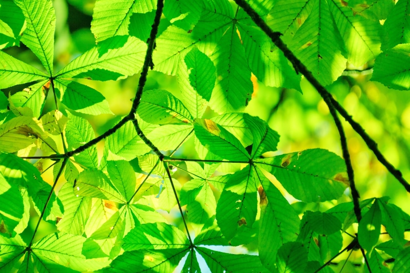woodland, nature, nature Backgrounds, growth, full frame, detail, environment, selective Focus, forest, color Image, sunlit, time, day, vibrant Color, beauty In Nature
