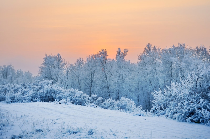river, christmas, frozen, water, plant, beauty In Nature, ice, forest, cold temperature, sunset, branches, pine tree, environment, fog, grass, tranquil Scene