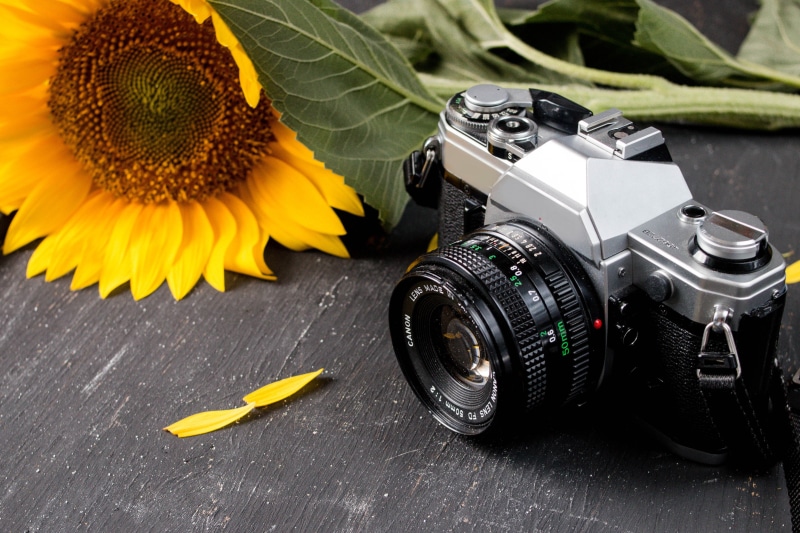 old  people, old-fashioned, old, stylish, flower, film, photography Themes, lifestyle, vintage, beautiful, photograph, Person, lens, Blume, closeup, Summer  man