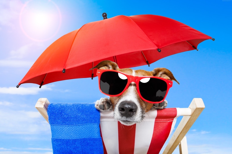 vacation, pet, sunglasses, beach, sky, 5K, sun, umbrella, Dog, animal, puppy, summer