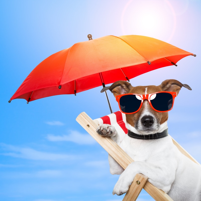 pet, Beach, puppy, sunglasses, dog, 4K, sun, Animal, 4k pics, vacation, sky, Summer, umbrella, ultra hd