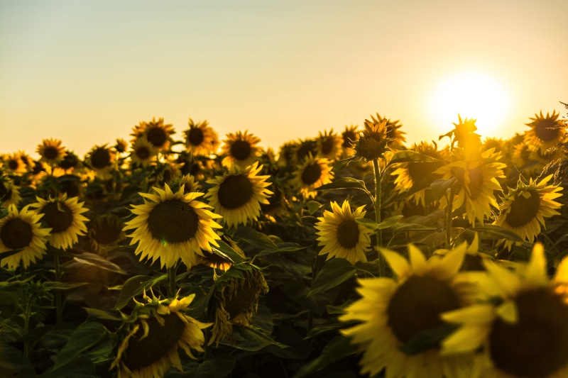 rural scene, sunny, sunlight, photography, no people, flower field, growth, flower head, yellow, land, sunflower, flower, landscape, outdoors, flowering plant